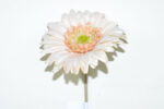VARA GERBERA 63CM