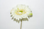 VARA GERBERA 63CM