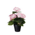 MACETITA PETUNIA *FUXIA