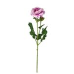 V.RANUNCULUS SPRAY *FUXIA