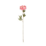 V.PEONIA X1