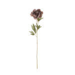 V.PEONIA X1