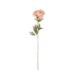 V.PEONIA X1