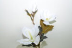 V.MAGNOLIA NUEVA *FUXIA