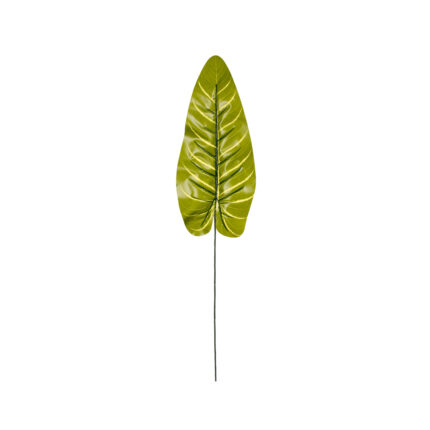 HOJA PHILODENDRON