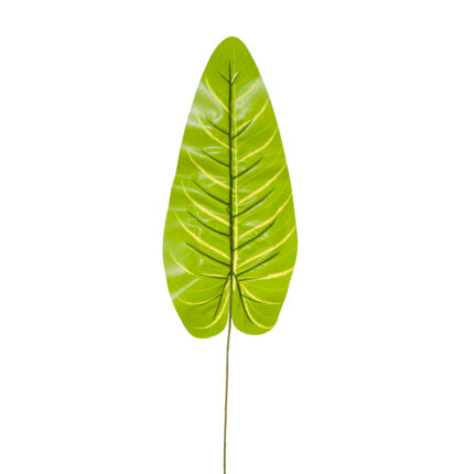 HOJA PHILODENDRON