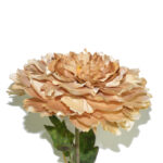 VARA PEONYA *V.OSCURO