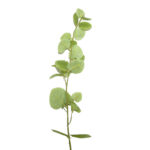 VARA EUCALIPTO *BEIGE