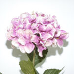 VARA HORTENSIA SPRAY *BURDEOS