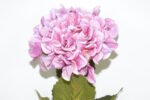 VARA HORTENSIA SPRAY