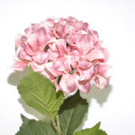 VARA HORTENSIA SPRAY *CREMA