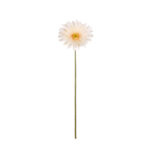 GERBERA GIGANTE *BEIGE