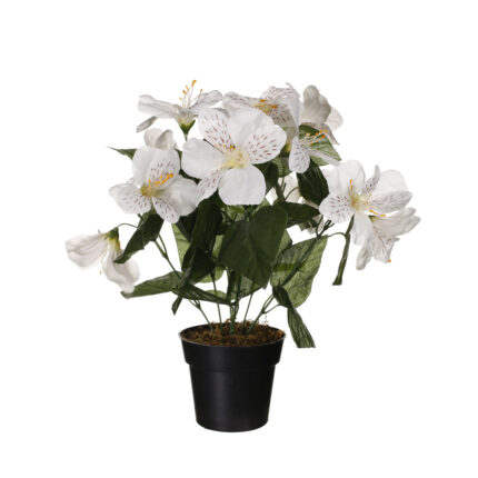 MACETITA ASTROMELIA *BLANCO