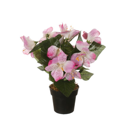 MACETITA ASTROMELIA *FUXIA