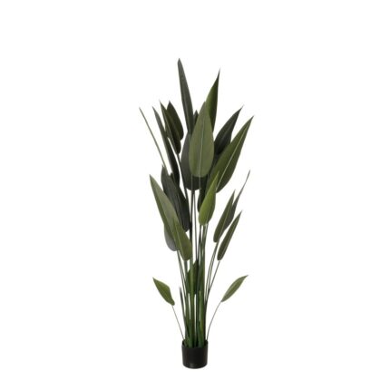 CANNA TROPICAL 160CM *V.OSCURO