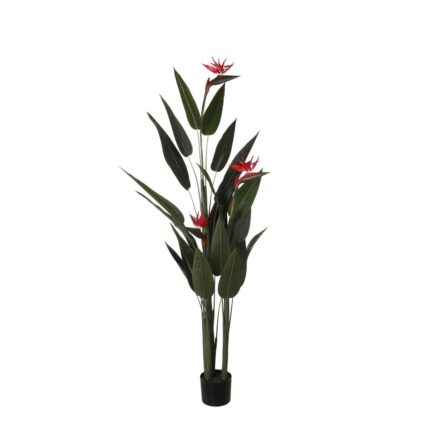 AVE DEL PARAISO 160CM *V.OSCURO