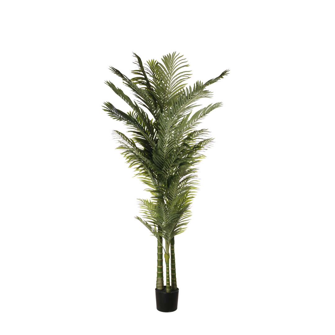 99005020-19.jpg ARECA CATECHU X2 220CM *V.OSCURO