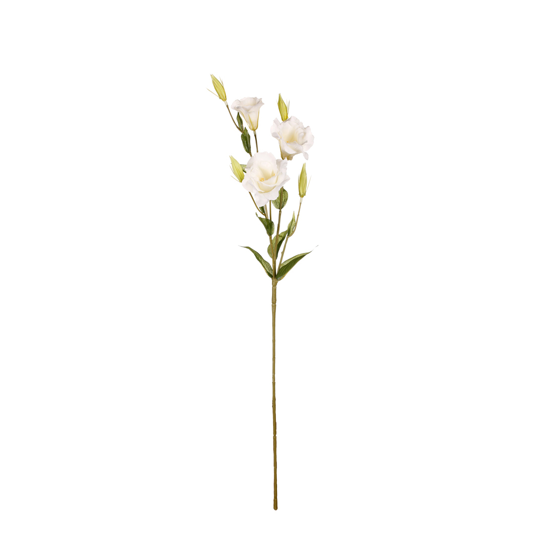 99005030-0.jpg VARA GRANDIFLORUM