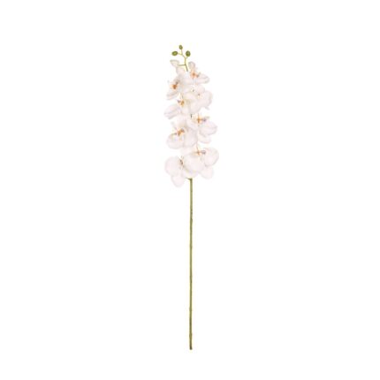 VARA PHALAENOPSIS *TURQ. OSC.