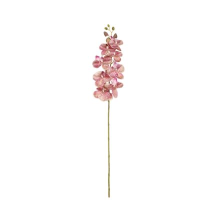 VARA PHALAENOPSIS *TURQ. OSC.