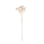 VARA GYPSOPHILA