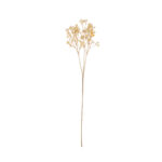 VARA GYPSOPHILA