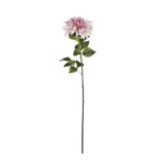 VARA ZINNIA ELEGANCE