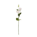 VARA LISIANTHUS SPRING