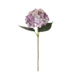 VARA HYDRANGEA SPRING