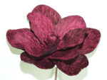 MAGNOLIA *FUXIA