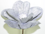 MAGNOLIA *FUXIA