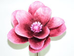 MAGNOLIA *FUXIA