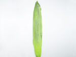 HOJA LARGA FOAN *VERDE CLARO*