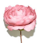 PEONYA GRANDE *ROSA