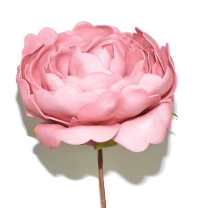 PEONYA GRANDE *ROSA