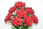 R.ZINNIA SATEN MATE *FUXIA
