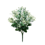 R.GYPSOPHILA