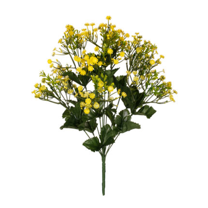 R.GYPSOPHILA