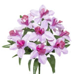 R.ORQUIDEA *FUXIA