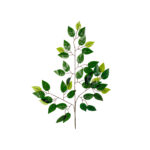 POMO FICUS X12