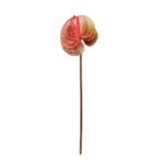 VARA ANTHURIUM