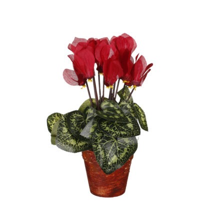 MACETITA CICLAMEN *FUXIA