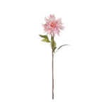VARA GERVERA EXOTIC