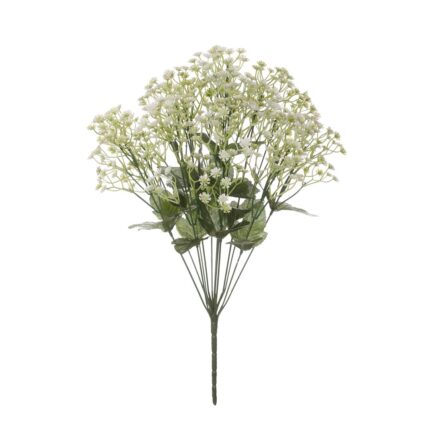 R. PANICULATA