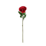ROSA X1 * ROSA