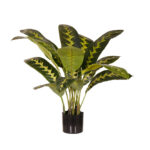 CALATHEA ZEBRINA 90CM