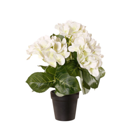 PLANTA HYDRANGEA 35CM