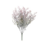 R.TOMILLO *FUXIA