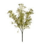 R.PANICULATA