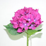 V.HORTENSIA TALLO CORTO *FUXIA